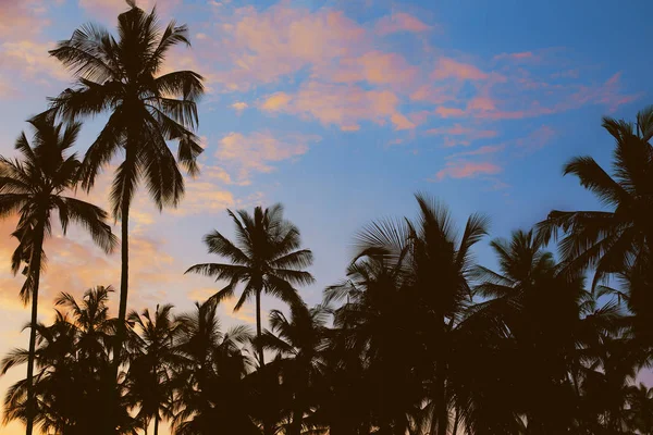 Dark silhouettes of coconut palm trees against colorful sunset — Stock Photo, Image