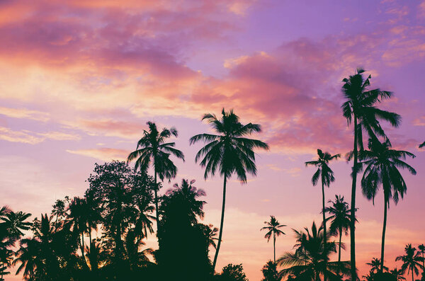 Dark silhouettes of coconut palm trees against colorful sunset  