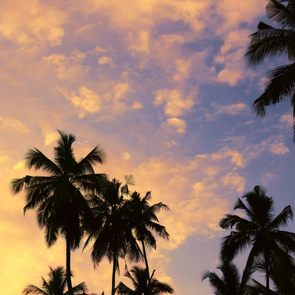 Dark silhouettes of coconut palm trees against colorful sunset — Stock Photo, Image