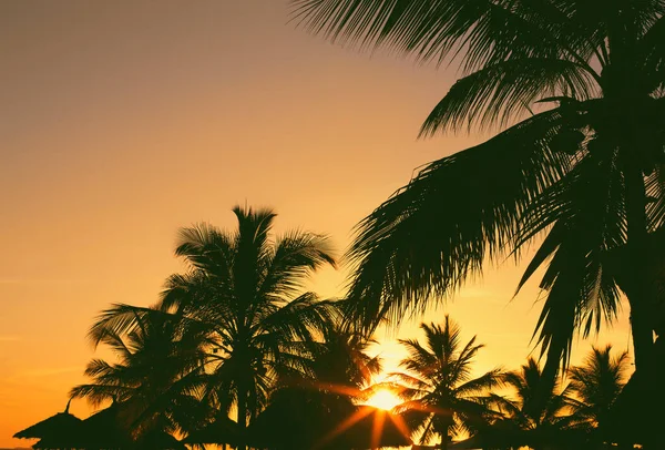 Beautiful coconut palm trees against colorful sunset sky. Nature — Stock Photo, Image