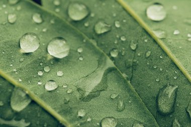 Yeşil bir yaprağın üzerine damla şeffaf yağmur suyu yakın. Güzellik