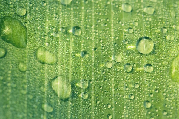 Drops of transparent rain water on a green leaf close up. Beauti — Stock Photo, Image