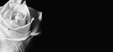 Güzel gül tomurcuğu siyah arka plana yakın. Özet arka dizin