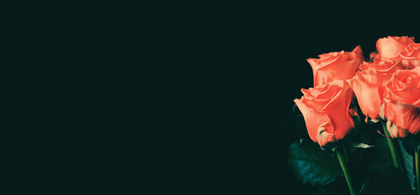 Bouquet of beautiful  roses close up on dark background. Abstrac