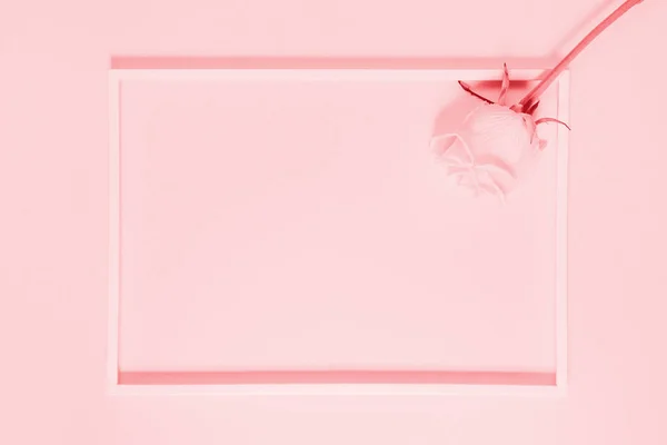 Roze roos knop in een frame. Minimale stijl achtergrond — Stockfoto