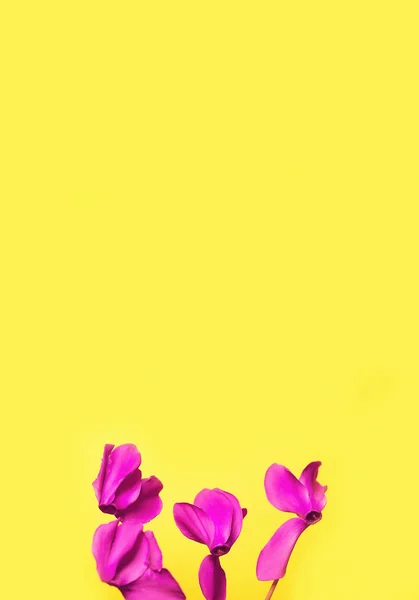 Ciclamen flores perto no fundo amarelo brilhante . — Fotografia de Stock
