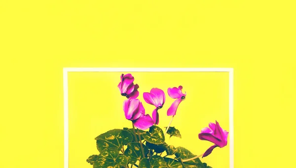 Cyclamen flowers on bright yellow background with white frame. — Stock Photo, Image