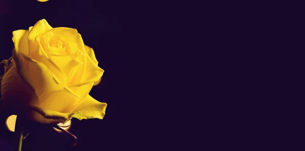 Piękny żółty pączek róży zbliżyć na czarnym tle. Streszczenie — Zdjęcie stockowe