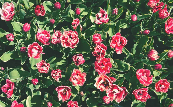 Prairie de printemps avec des fleurs de tulipes colorées lumineuses avec sélectif — Photo