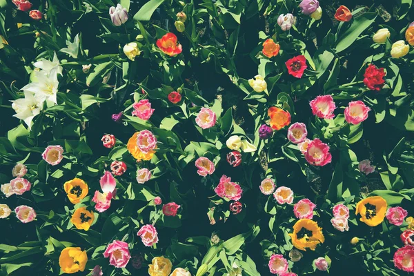 Prairie de printemps avec des fleurs de tulipes colorées lumineuses avec sélectif — Photo