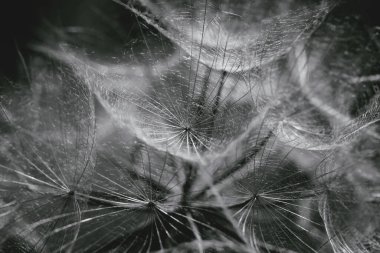 Güzel soyut karahindiba çiçeği arkaplanı. Mevsimlik kartlar, blog ve web tasarımı için doğal zemin. Siyah ve beyaz