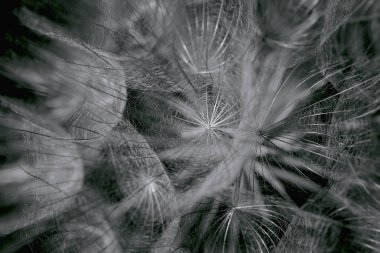 Güzel soyut karahindiba çiçeği arkaplanı. Mevsimlik kartlar, blog ve web tasarımı için doğal zemin. Siyah ve beyaz