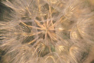 Güzel soyut karahindiba çiçeği arkaplanı. Mevsimlik kartlar, blog ve web tasarımı için doğa arkaplanı