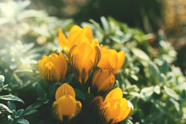 Fleurs Crocus Jaunes Dans Jardin Par Une Journée Ensoleillée Printemps — Photo