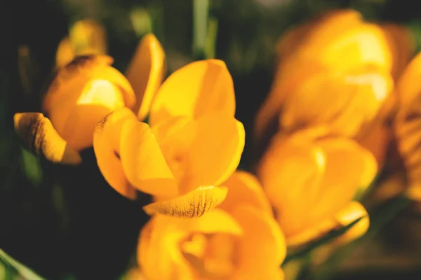 Żółte Kwiaty Krokusa Ogrodzie Wiosnę Słoneczny Dzień Bliska Piękne Tło — Zdjęcie stockowe