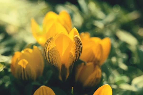 Fleurs Crocus Jaunes Dans Jardin Par Une Journée Ensoleillée Printemps — Photo