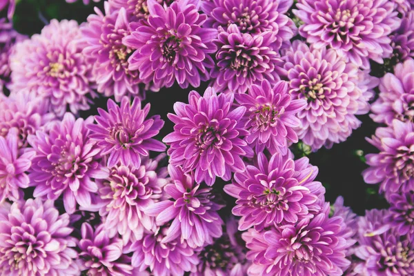 Chrysant Bloemen Close Als Een Mooie Herfst Achtergrond Herfst Thema — Stockfoto