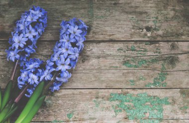 Parlak renkli sümbül, eski boyalı ahşap arka planda. Mevsimlik kartlar, bloglar ve web tasarımı için soyut arkaplan.