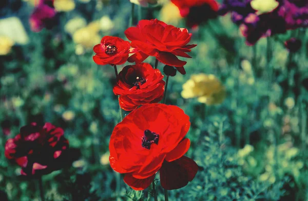 Gyönyörű Ranunculus Virágok Kertben Szelektív Fókusz Virágos Háttér Szezonális Kártyák — Stock Fotó