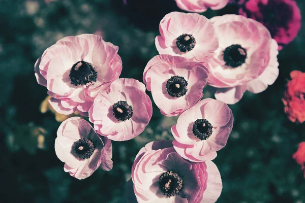 Belles Fleurs Ranunculus Jardin Concentration Sélective Fond Floral Pour Cartes — Photo