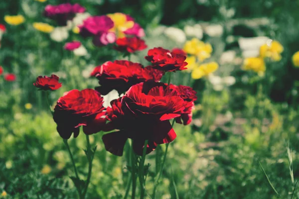 Belles Fleurs Ranunculus Jardin Concentration Sélective Fond Floral Pour Cartes — Photo