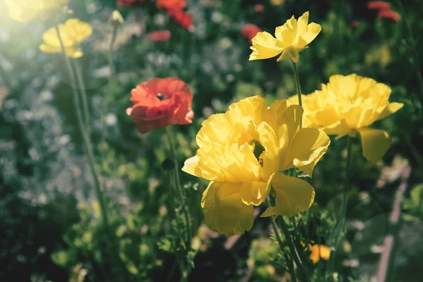 Piękne Kwiaty Ranunculus Ogrodzie Wybiórcze Skupienie Tło Kwiatowe Dla Kart — Zdjęcie stockowe