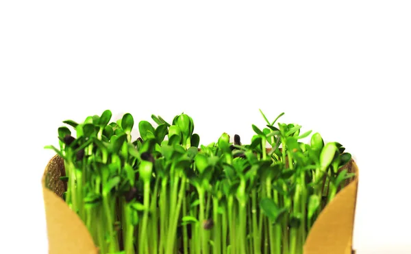 Organiczne Mikrozielone Kiełki Słonecznika Zbliżenie Wybiórcze Skupienie Koncepcja Zdrowej Żywności — Zdjęcie stockowe