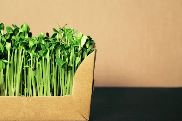 Organiczne Mikrozielone Kiełki Słonecznika Zbliżenie Wybiórcze Skupienie Koncepcja Zdrowej Żywności — Zdjęcie stockowe