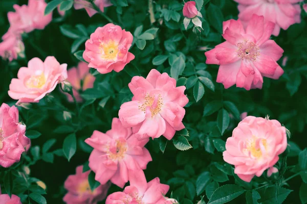 Virágzó Rózsabokrok Közelről Kertben Nyári Természetes Háttér — Stock Fotó