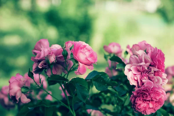 Hermoso Rosal Floreciente Jardín Enfoque Selectivo Fondo Floral Para Tarjetas — Foto de Stock
