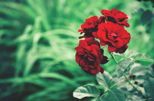 Beau Rosier Fleuri Dans Jardin Concentration Sélective Fond Floral Pour — Photo