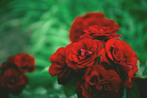 Beau Rosier Fleuri Dans Jardin Concentration Sélective Fond Floral Pour — Photo