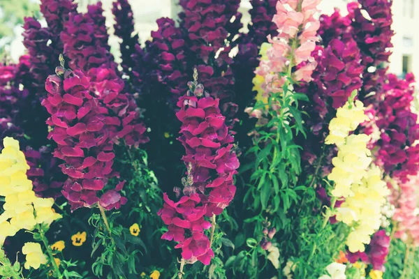 Stock image Colorful snapdragon flowers close up. Beautiful floral background for posters, blogs and web design. Selective focus