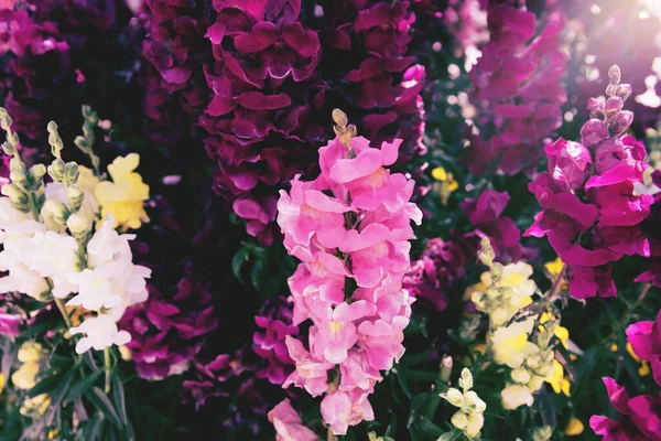 Színes Snapdragon Virágok Záródnak Gyönyörű Virágos Háttér Plakátok Blogok Web — Stock Fotó