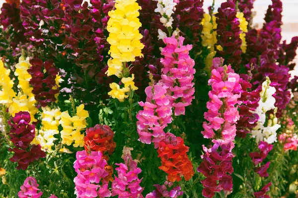 Fleurs Snapdragon Colorées Fermer Beau Fond Floral Pour Affiches Blogs — Photo