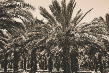 Israil 'de Tarih Palmiye ağaçları Plantation. Poster, kartlar, web tasarımı için güzel doğa arka plan. Tonlu efekt