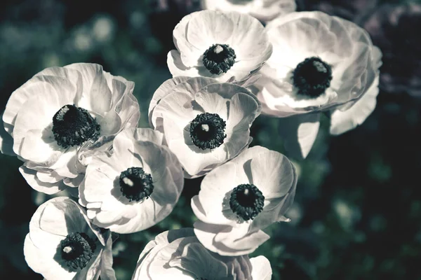 Belles Fleurs Ranunculus Jardin Concentration Sélective Fond Floral Pour Cartes — Photo