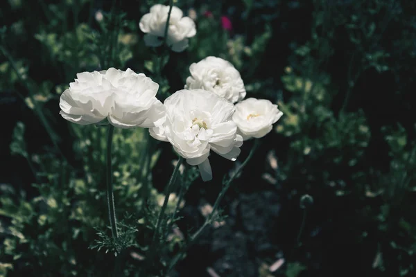 Belles Fleurs Ranunculus Jardin Concentration Sélective Fond Floral Pour Cartes — Photo