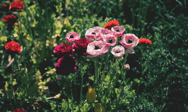 Gyönyörű Ranunculus Virágok Kertben Szelektív Fókusz Virágos Háttér Szezonális Kártyák — Stock Fotó