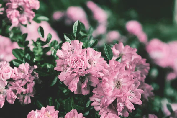 Beau Rosier Fleuri Avec Rosée Matinale Dans Jardin Concentration Sélective — Photo