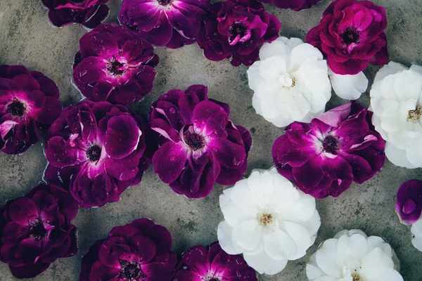 Su damlalı bahçe gülleri kapanıyor. Posterler, bloglar, mevsimlik kartlar ve web tasarımı için çok güzel bir arkaplan.