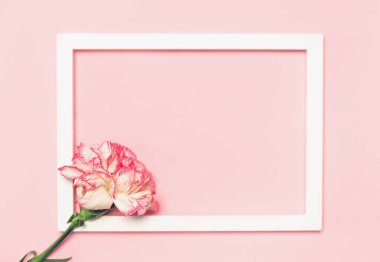 Renkli karanfil çiçeğinden yapılmış, pastel arka planda beyaz çerçeveli yaratıcı bir düzen. Uzayı kopyala Düz yatıyordu. Doğa konsepti