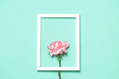 Renkli karanfil çiçeğinden yapılmış, pastel arka planda beyaz çerçeveli yaratıcı bir düzen. Uzayı kopyala Düz yatıyordu. Doğa konsepti