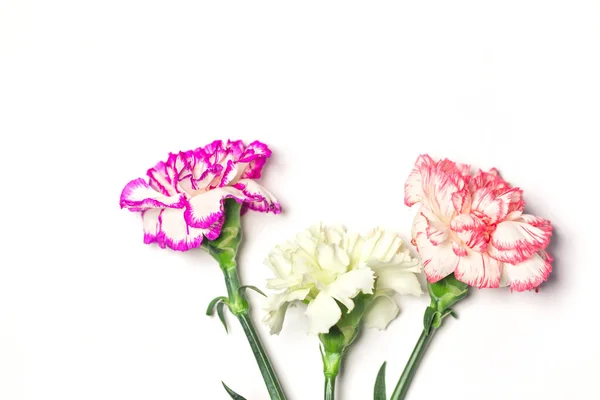 Layout Criativo Feito Flor Cravo Colorido Fundo Branco Espaço Para — Fotografia de Stock