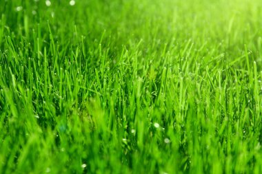 Güneşli bir bahar gününde çayırdaki yeşil çimenler kapanır. Mevsimlik kartlar, bloglar, web tasarımı için doğa arka planı. Seçici odak