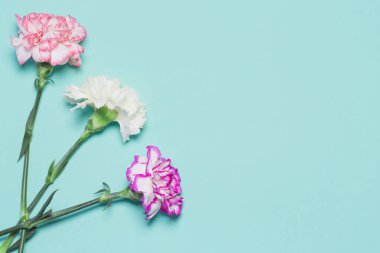 Pastel arka planda renkli karanfil çiçeklerinden yapılmış yaratıcı bir düzen. Uzayı kopyala Düz yatıyordu. Doğa konsepti