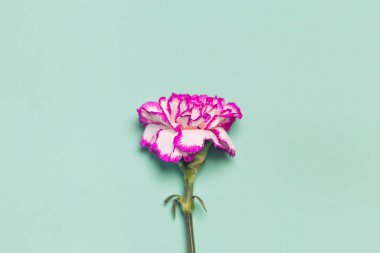 Pastel arka planda renkli karanfil çiçeğinden yapılmış yaratıcı bir düzen. Uzayı kopyala Düz yatıyordu. Doğa konsepti