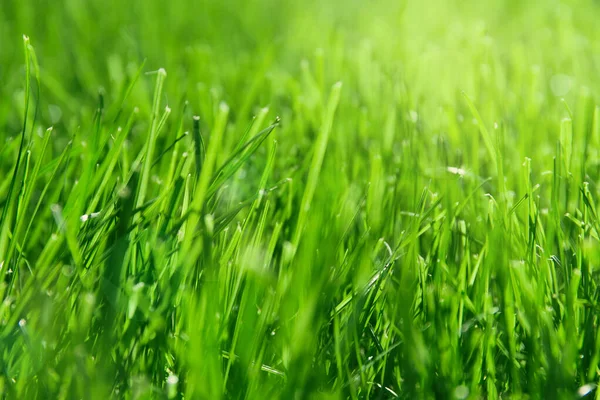 Green Grass Meadowclose Sunny Spring Day Nature Background Seasonal Cards — Stock Photo, Image