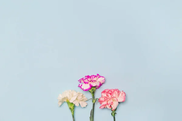 Layout Criativo Feito Flores Coloridas Cravo Fundo Pastel Espaço Para — Fotografia de Stock