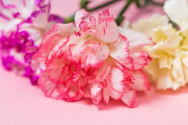 Bouquet of colorful carnation flowers on pastel background close up. Copy space. Flat lay. Nature concept